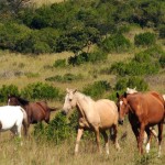 Jenzo Stud - Nothing like a bit of Colour!