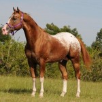 Appaloosa Stallion