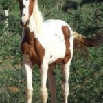 Jenzo Victorious Image