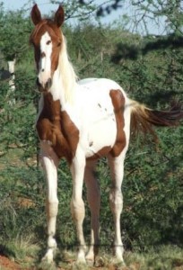 Jenzo Victorious Image