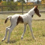 Jenzo Victorious Image