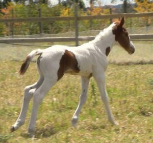 Jenzo Victorious Image