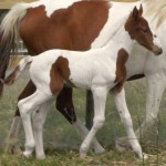 Jenzo Victorious Image