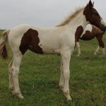 Jenzo Victorious Image