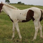 Jenzo Victorious Image