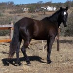 Jenzo Where She Been