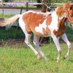 Jenzo Yello Celebrity