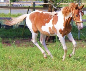 Jenzo Yello Celebrity