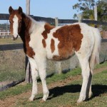 Jenzo Yello Celebrity