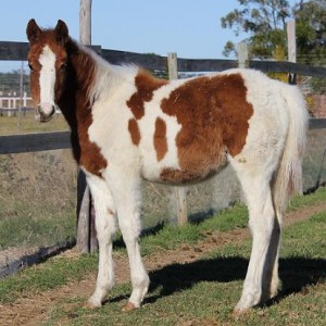 Jenzo Yello Celebrity