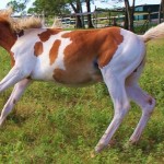 Jenzo Yello Celebrity