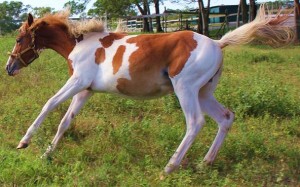 Jenzo Yello Celebrity