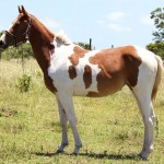 Jenzo Yello Celebrity