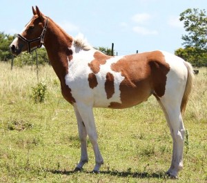 Jenzo Yello Celebrity