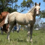 Jenzo Desert Gambler