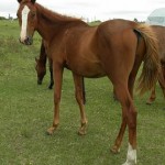 Jenzo Mr Spectacular