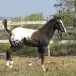 Jenzo Mystical MarshallQ