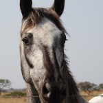 PAINTED STARRY STARRY NIGHT