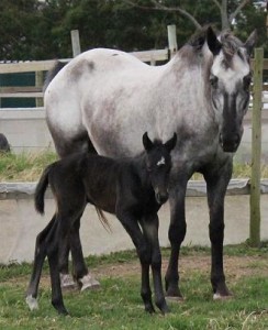 PAINTED STARRY STARRY NIGHT