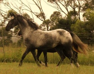 PAINTED STARRY STARRY NIGHT