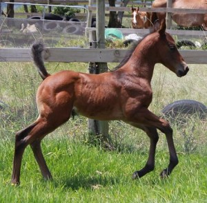 JENZO QUE THE AMERICANO