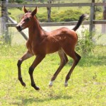 JENZO QUE THE AMERICANO