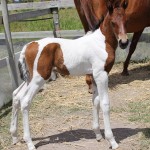 Jenzo Sioux Pa SugarMan