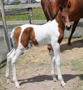 Jenzo Sioux Pa SugarMan