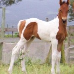 Jenzo Sioux Pa SugarMan