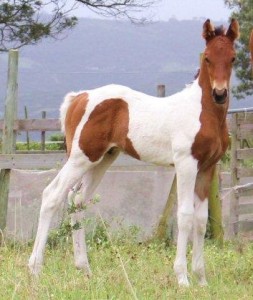 Jenzo Sioux Pa SugarMan