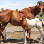 Jenzo Sioux Pa SugarMan