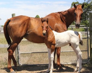 Jenzo Sioux Pa SugarMan