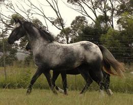 PAINTED STARRY STARRY NIGHT
