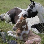 Jenzo Cruizing on Deck