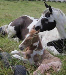 Jenzo Cruizing on Deck