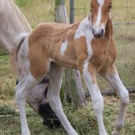 Jenzo Cruizing on Deck