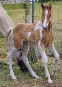 Jenzo Cruizing on Deck
