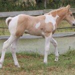 Jenzo Cruizing on Deck