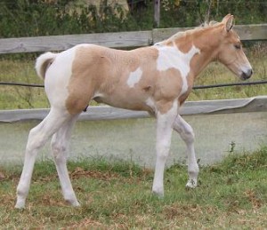 Jenzo Cruizing on Deck