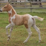 Jenzo Cruizing on Deck
