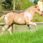 Jenzo Cruizing on Deck