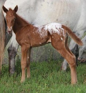 Jenzo Maqnifique MarshallQ