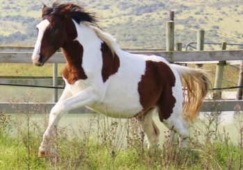 Jenzo Sioux Pa Special