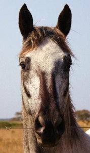 PAINTED STARRY STARRY NIGHT