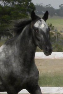 PAINTED STARRY STARRY NIGHT