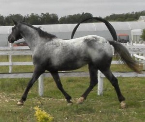PAINTED STARRY STARRY NIGHT
