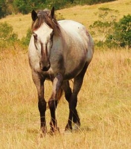 PAINTED STARRY STARRY NIGHT