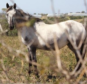 PAINTED STARRY STARRY NIGHT