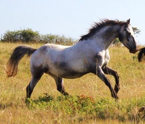 PAINTED STARRY STARRY NIGHT